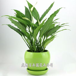 成都辦公室綠植租擺全指南 價(jià)格、方案設(shè)計(jì)一站式解析