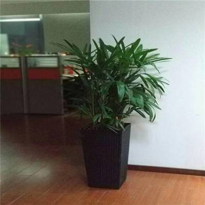 天津谷鑫亞泰花卉 綠植租賃、租擺服務與室內花卉設計專家