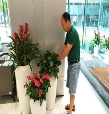 室內綠植花卉租賃 為深圳辦公室注入自然活力，租綠植就找惜花花卉