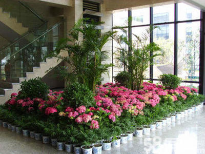 重慶綠植租擺服務 一站式解決方案，輕松打造活力辦公空間