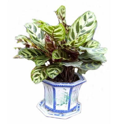 專業(yè)綠植租擺服務(wù)引領(lǐng)者 杭州綠航園藝，打造錢江新城綠色辦公與生活空間